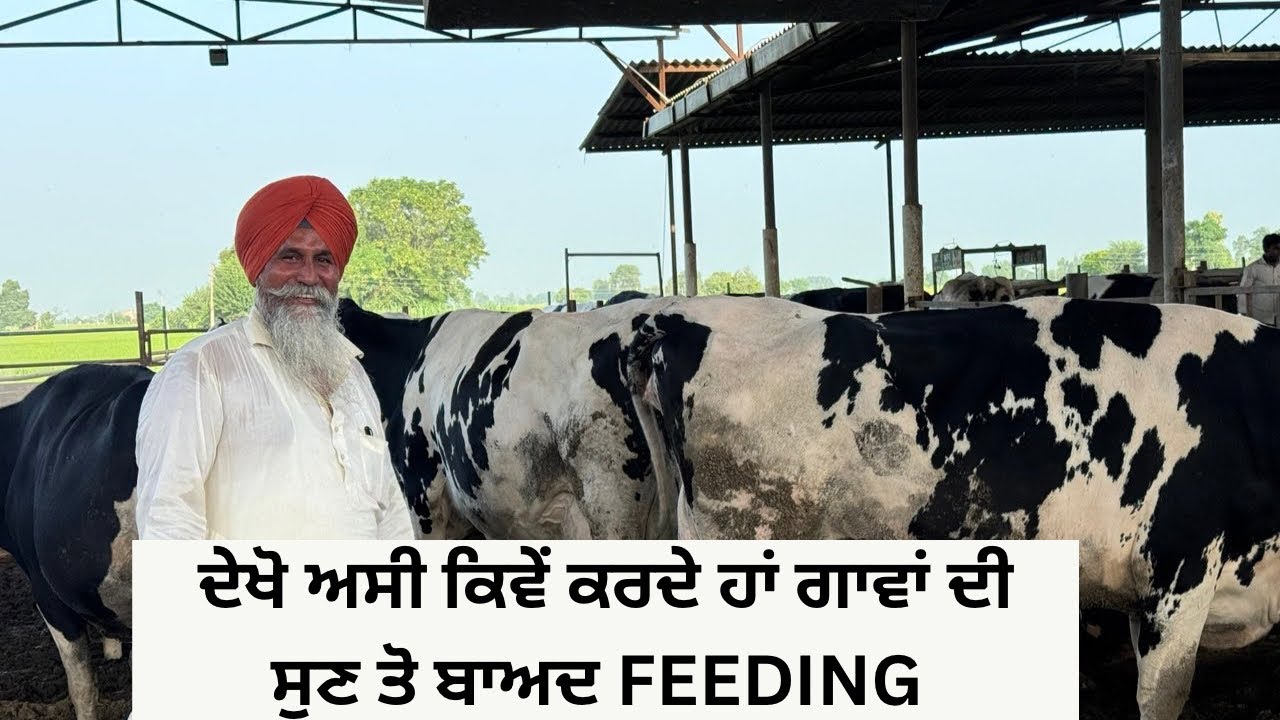 HOW WE MANAGE FRESH COWS &  WHICH FEEDING WE GIVE TO THEM | AULAKH DIARY FARM | RAMPURA PHUL |