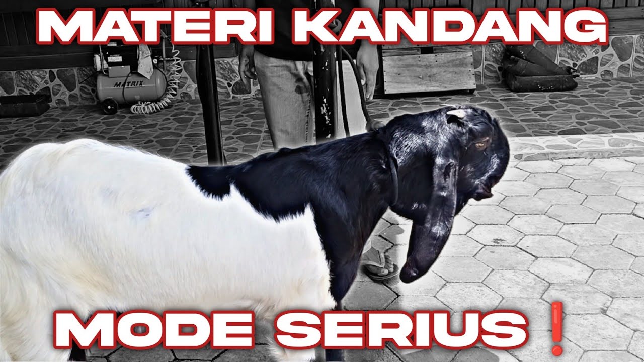 START AWAL DENGAN MATERI SERIUS DI AJE FARM BANYUWANGI