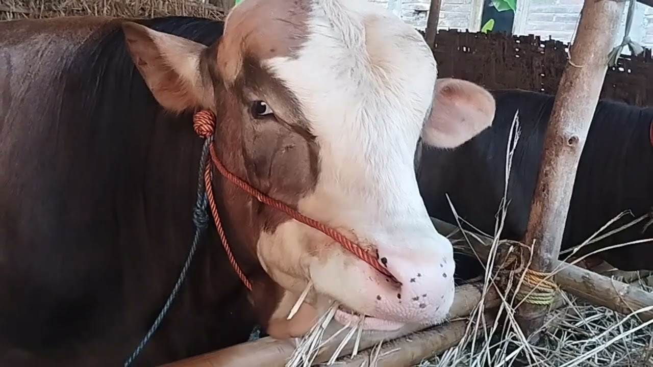 PERUBAHAN KANDANG SEDERHANA(SEKAT)??!#sapi #sapijumbongamuk #cow #peternak #ternak #sapijumbo