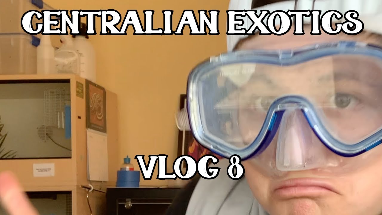 2021 Pairings & Breeding Plans, A New Snake, Updates and MORE! VLOG #8  - Centralian Exotics