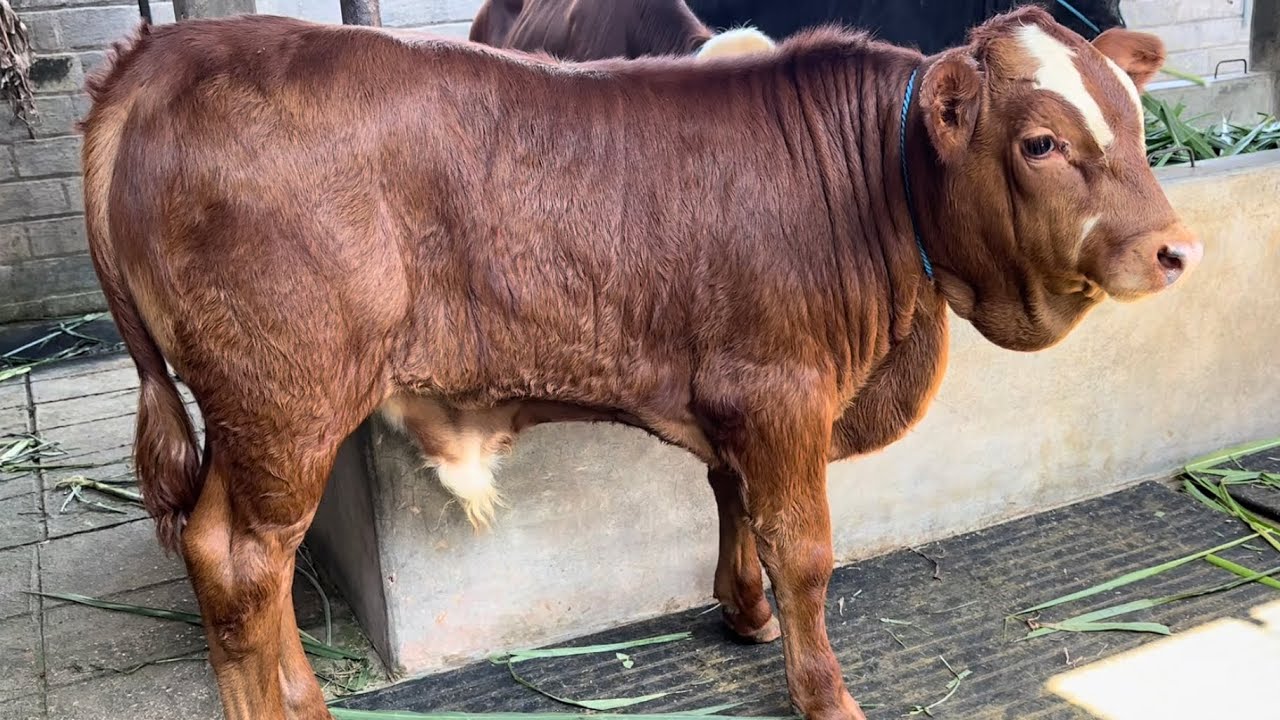 stok terbaru sapi super mas yohandi 10 Juli 2025