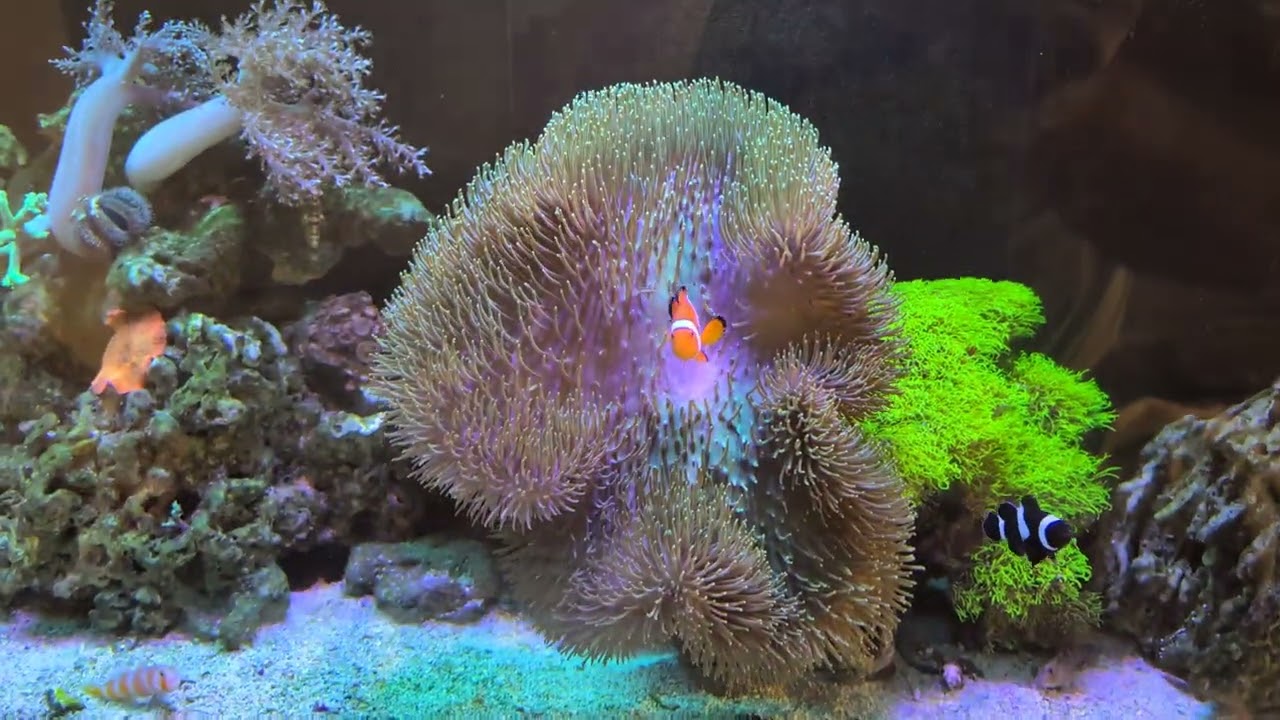 I am back! First video after moving house. DD reef pro 1500