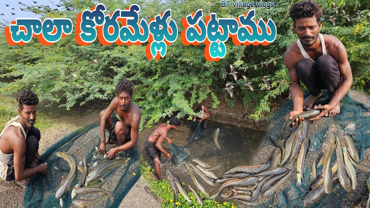 మనకు ఇవాళ చాలా కోరమేళ్లు పడ్డాయి #fishing #prawns #koramenu #hunting #villagevlog #dryfish #cooking 