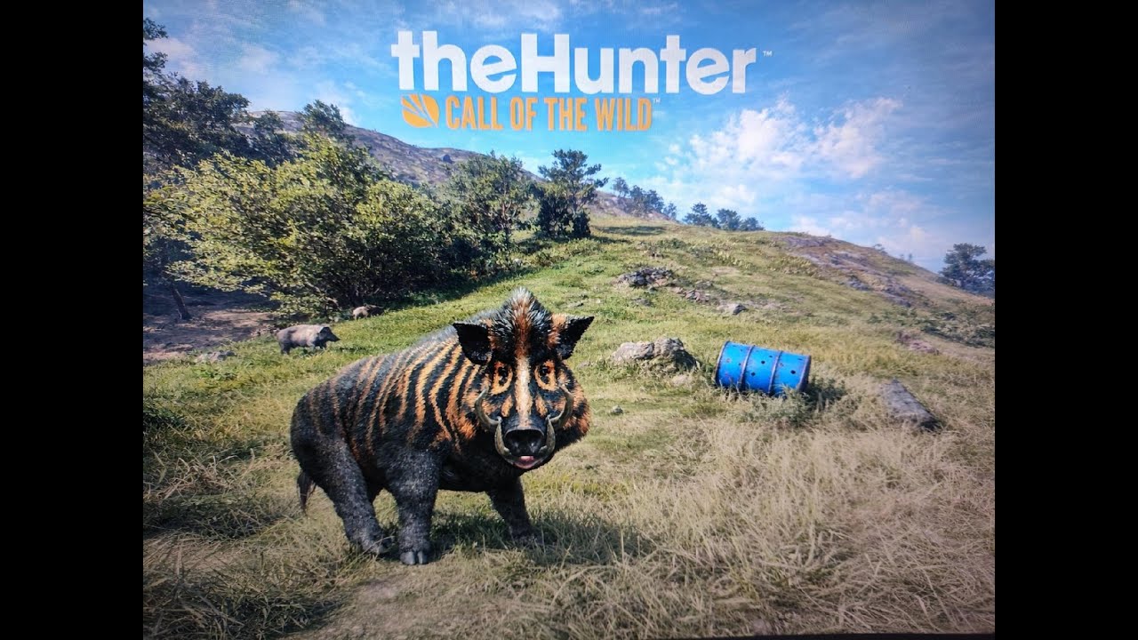 theHunter  Call of the Wild - Skotsko GO prase