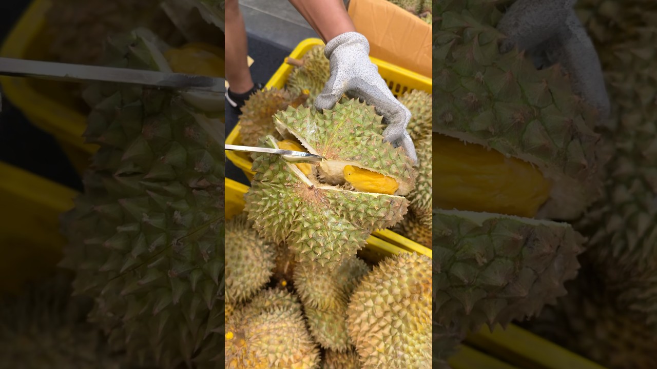 DURIAN BAWOR BESAR