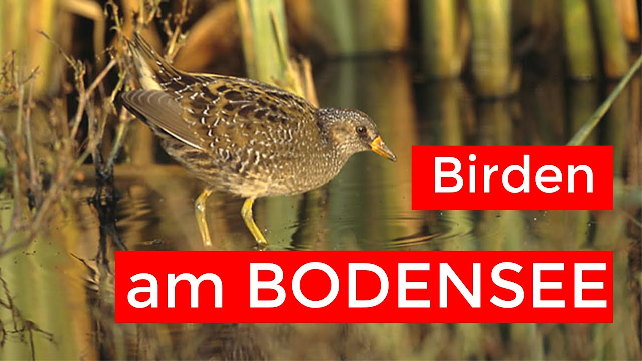 Limikolen und Rallen am Bodensee | VLOG Vogelbeobachtung am Bodensee