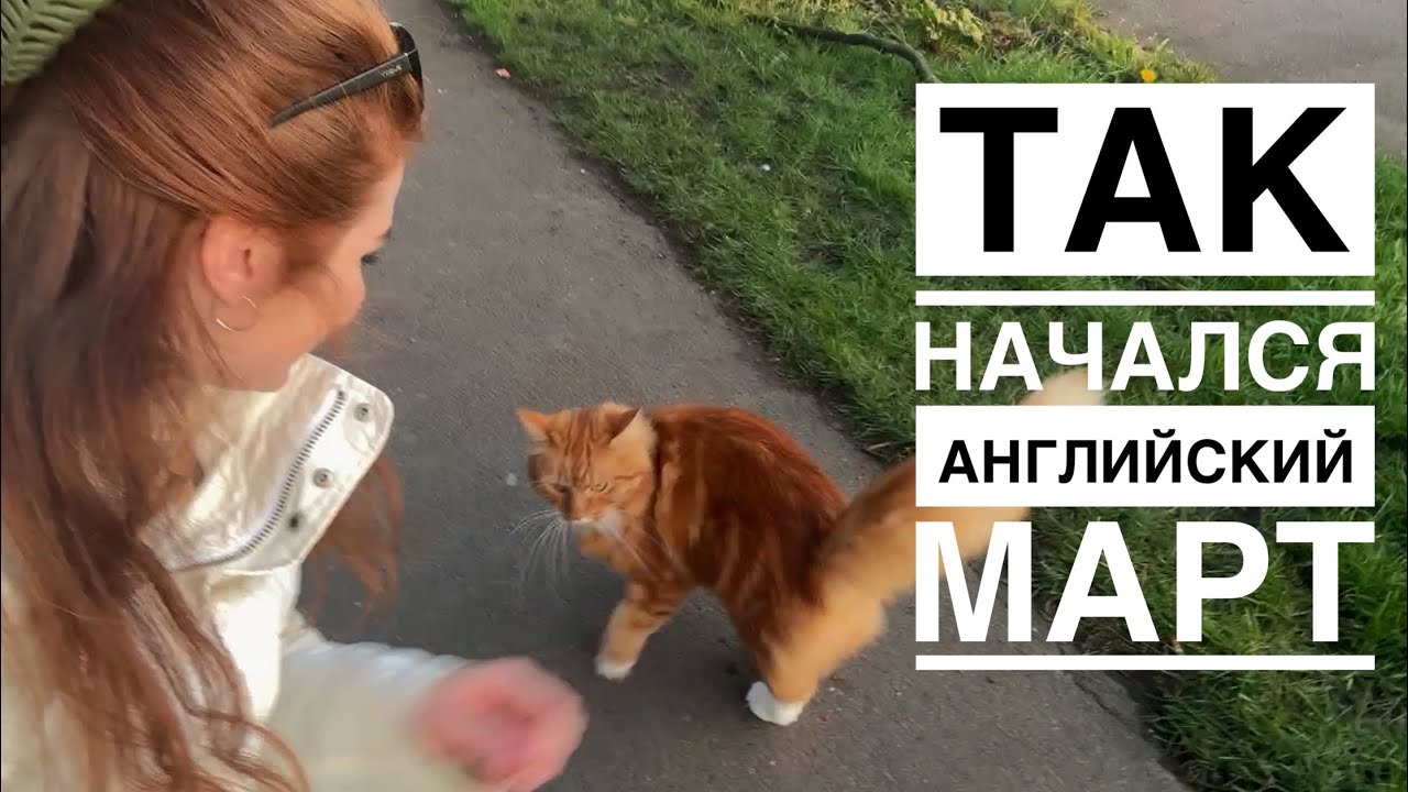 Продукты на неделю для нашей семьи в Англии. Работы в саду у нашего дома. Велополомка. 