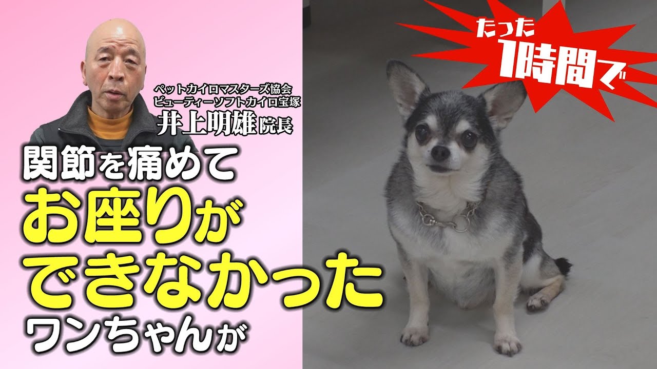 たった１時間で！関節を痛めてお座り出来なかった愛犬が座れた！歩けなくなる寸前で出会ったペットカイロ 【ペットカイロ マスターズ協会】#パテラ#股関節#脱臼#ヘルニア#内臓下垂#車椅子犬#ペット整体