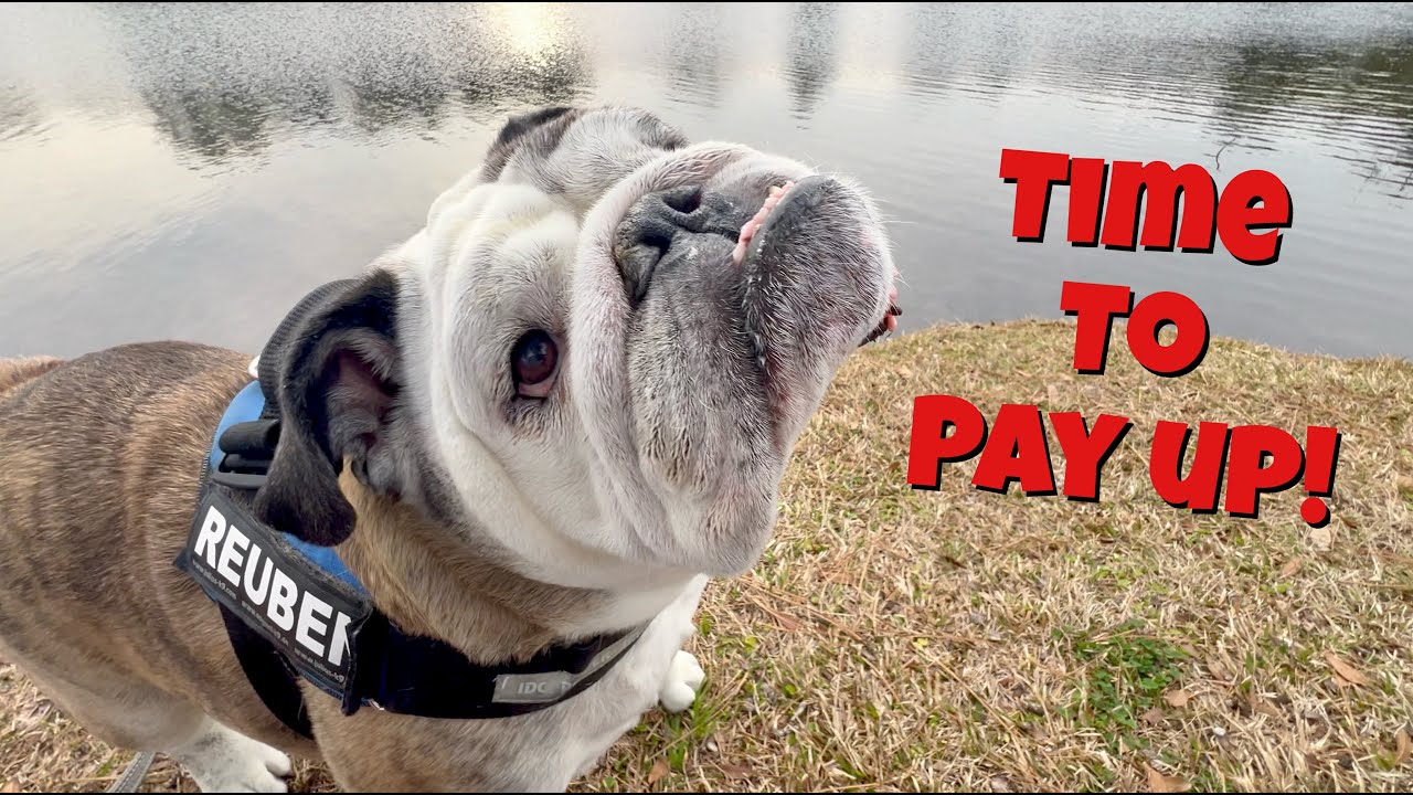 Reuben the Bulldog: Do the Crime, Pay the Fine