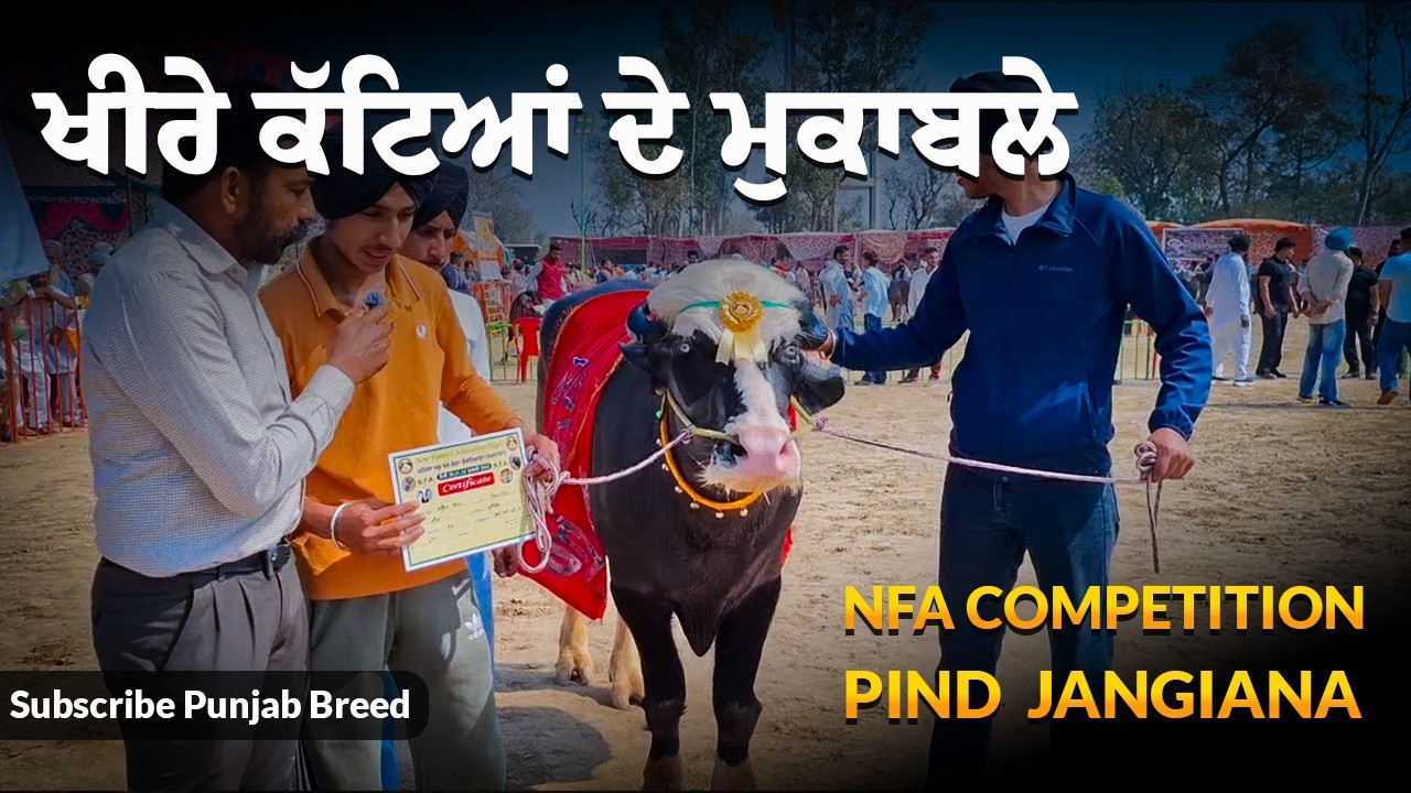 NFA ਮੇਲਾ ਜੰਗੀਆਣਾ 2026 – ਖੀਰੇ ਝੋਟੇ ਮੁਕਾਬਲੇ ਦੀ ਧਮਾਕੇਦਾਰ ਐਂਟਰੀ | Punjab Breed Live Stream
