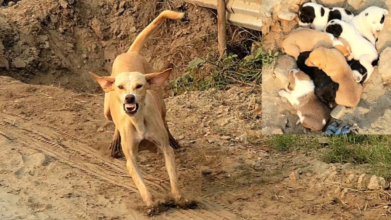 She Tried To Bite Me… But I Was There To Save Her Puppies 😡➡️❤️🐾
