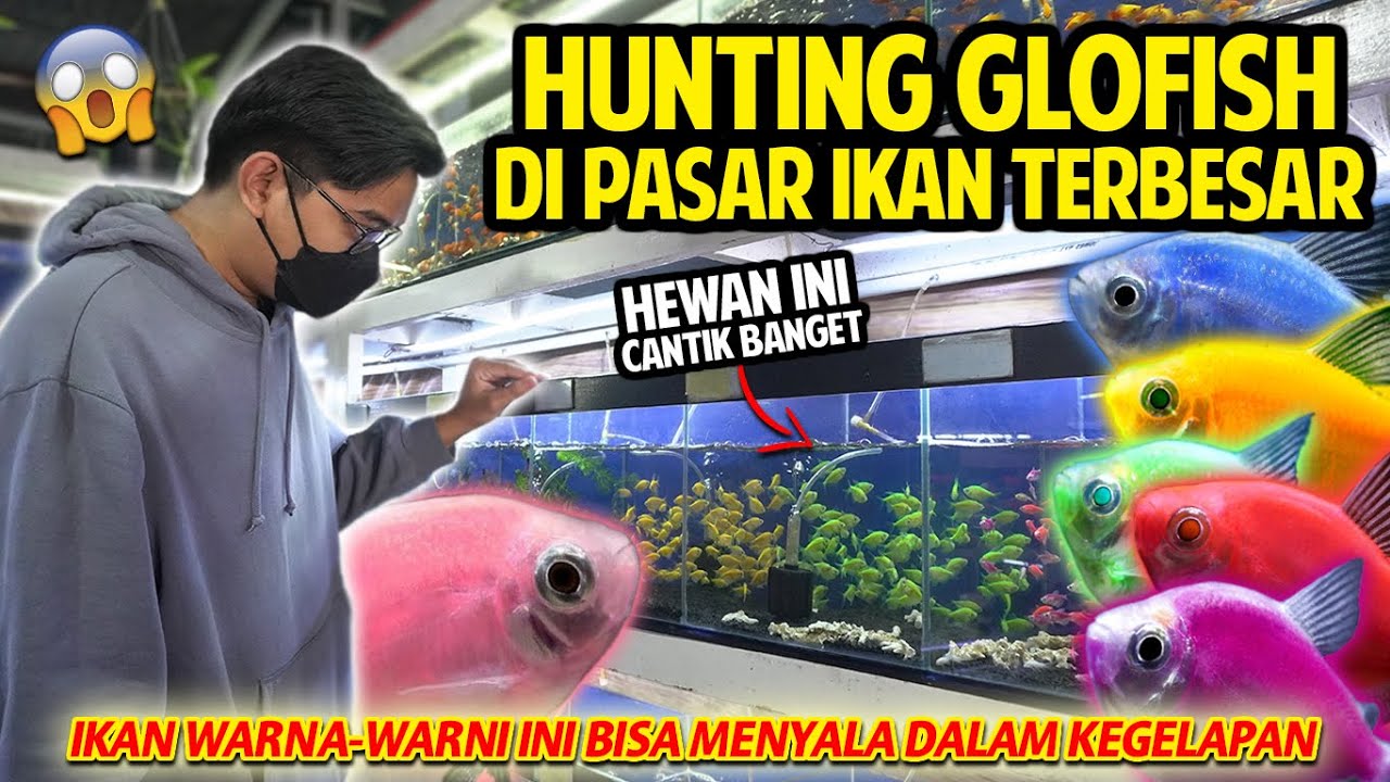 HUNTING IKAN WARNA-WARNI BISA NYALA DALAM KEGELAPAN KE PASAR IKAN TERBESAR DI BANDUNG! GLOFISH!