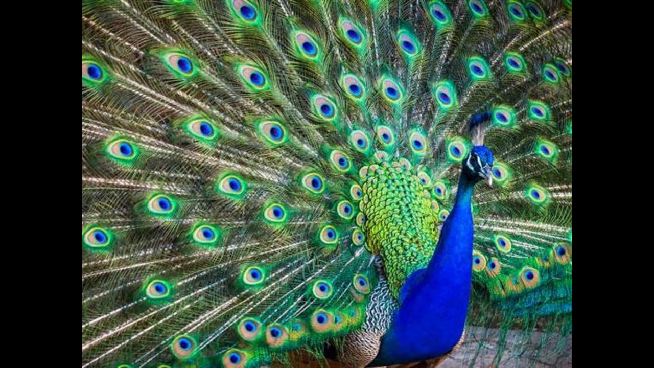 Beautiful Peacocks  In Karanji Lake  Karanji Kere   Karanji Nature Park   Mysore || Mysore Tourism