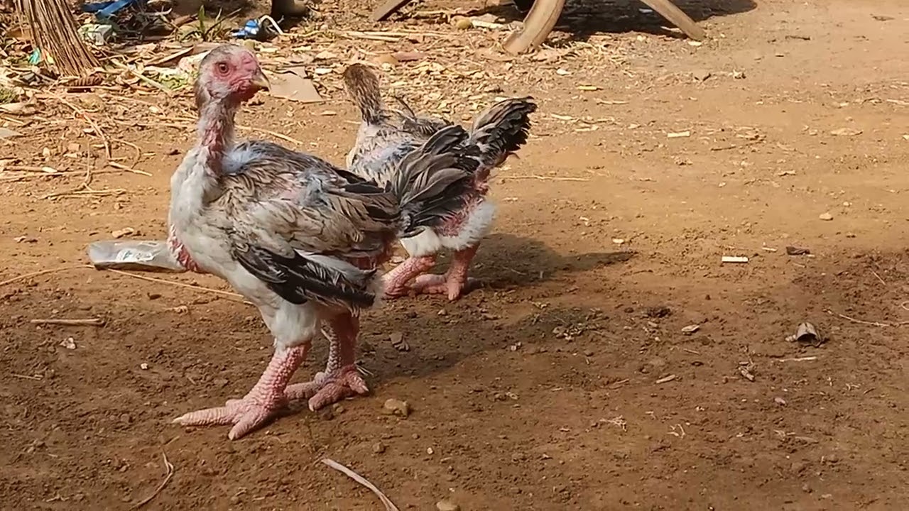 ໄກ່ສາຍພັນຕີນໃຫຍ່ເສິກຟຣາມຫຼັກ9