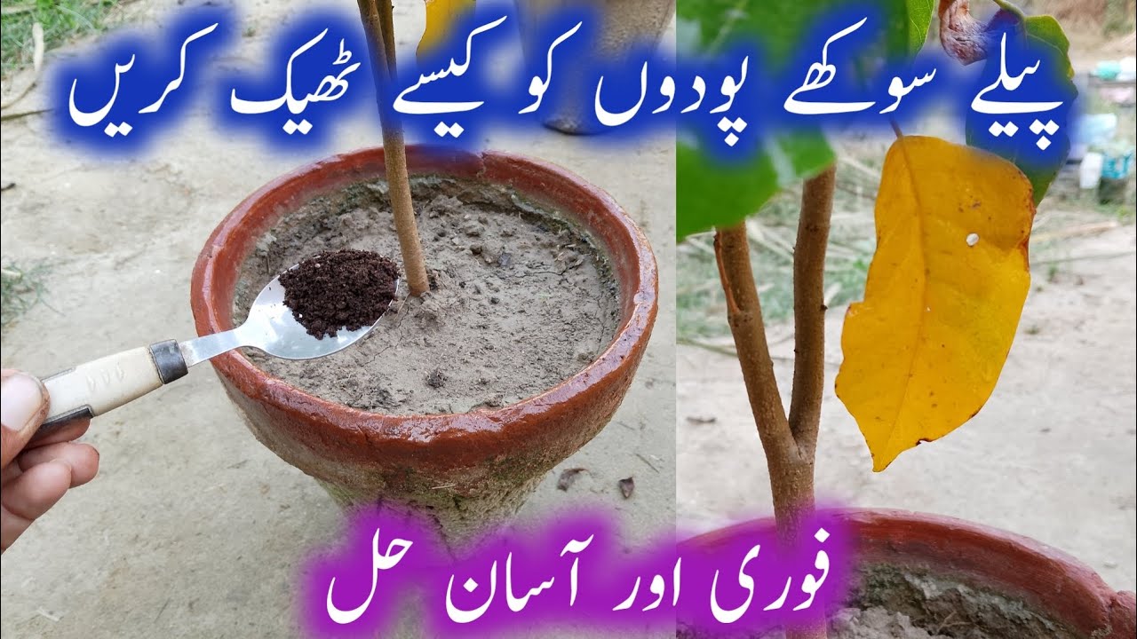 Sukhe paudhe ko kaise hara kare | Best homemade organic fertilizer for dry plants 