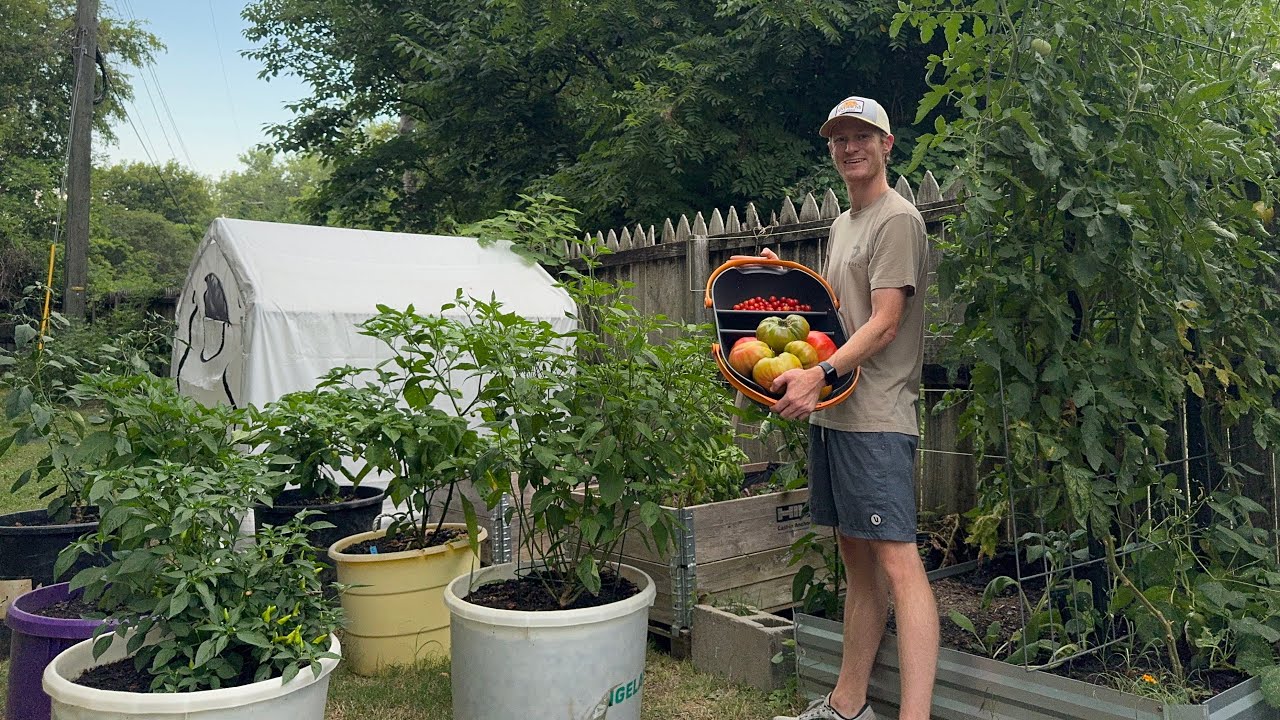 July Pepper Update and Tomato Insanity!