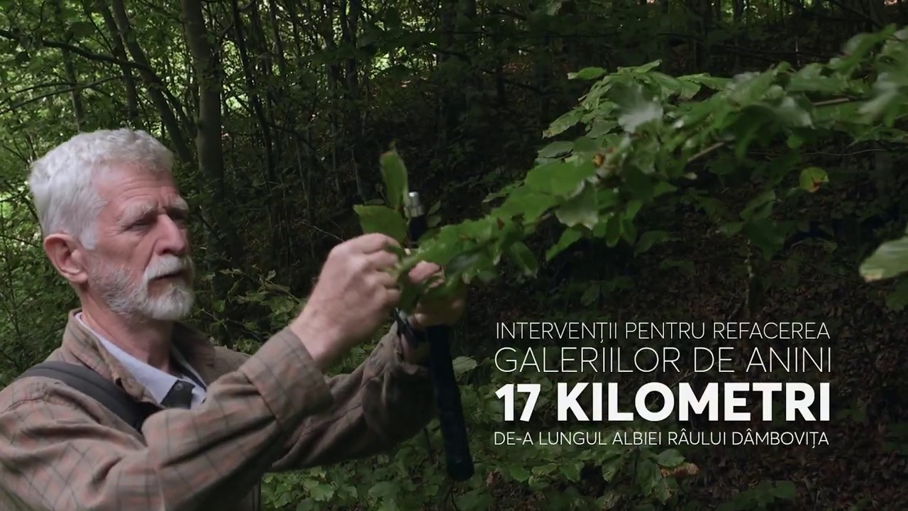 Episodul 2: Despre tăieri din topor și împăduriri cu cap