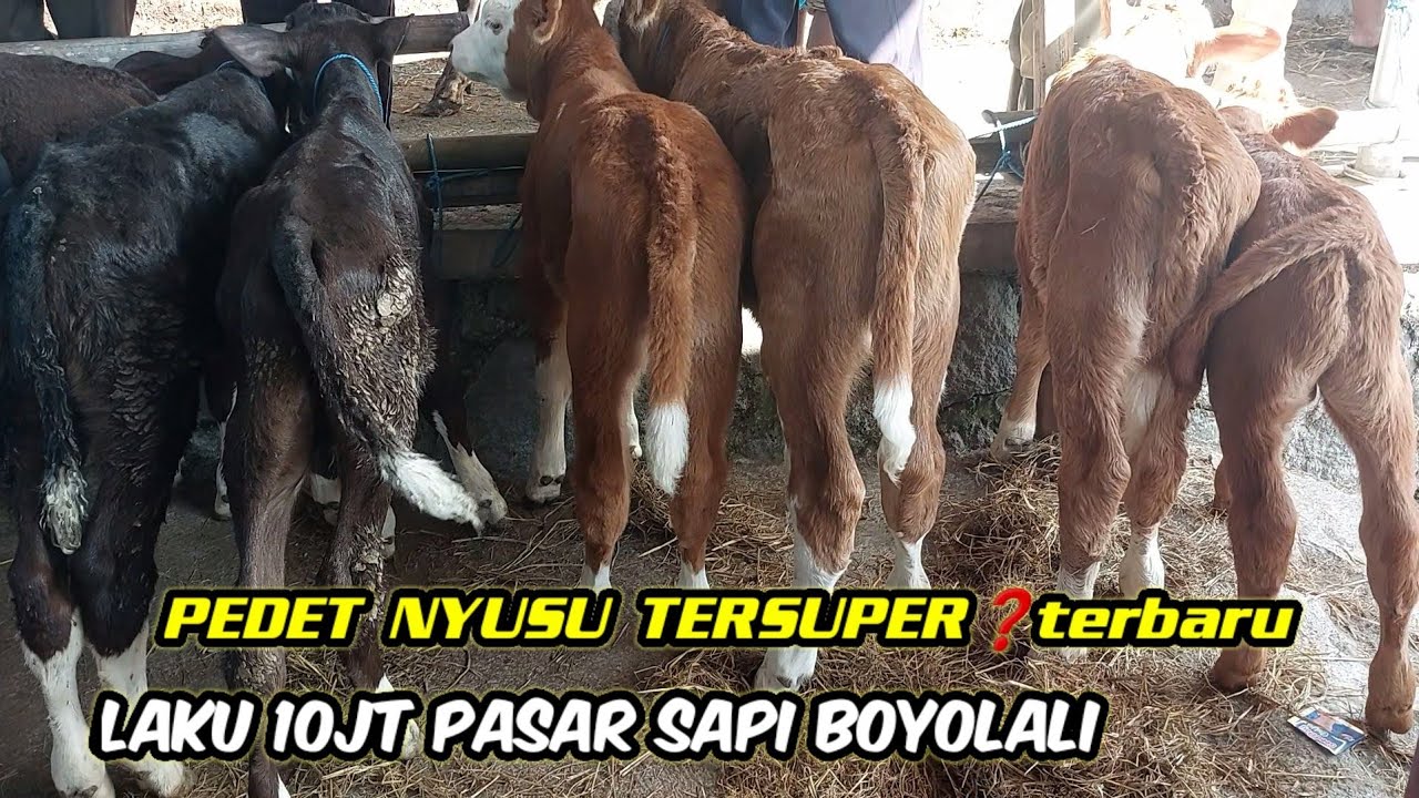 PEDET SUSON BOYOLALI❗️SUPERAN LAKU 10JT
