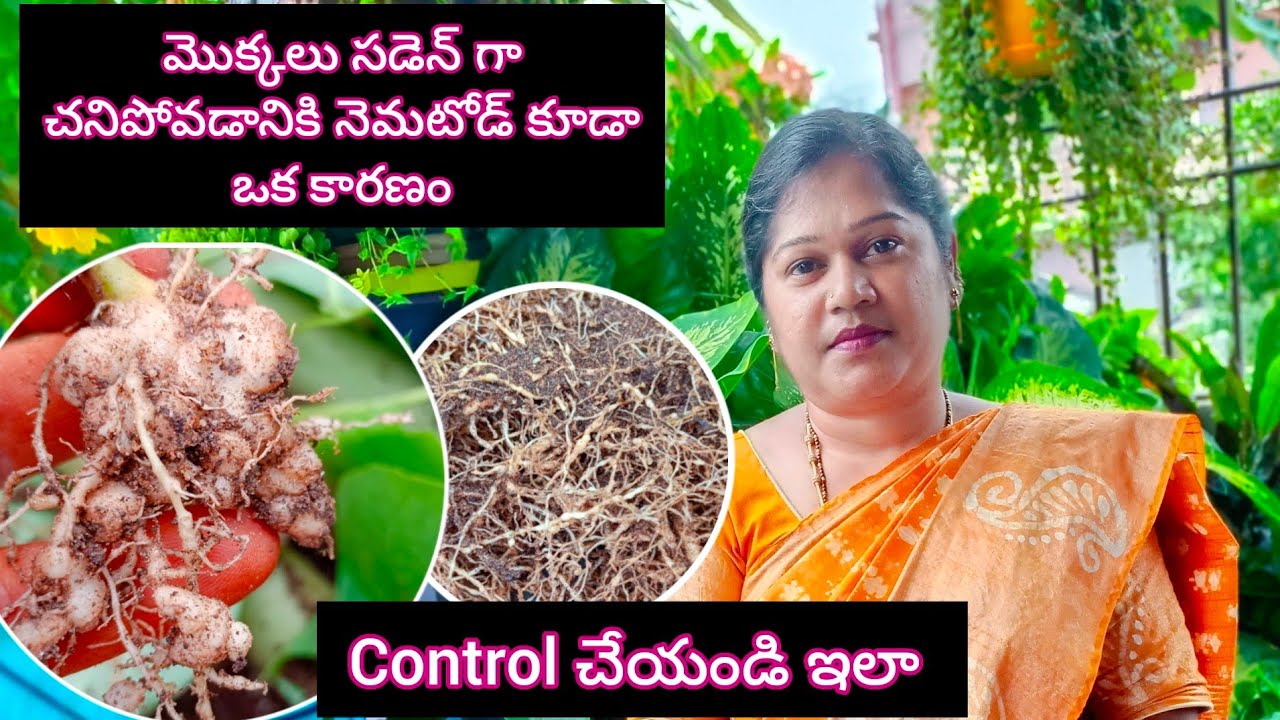Nematodes attack&control in telugu | about nematode root knot nematodes