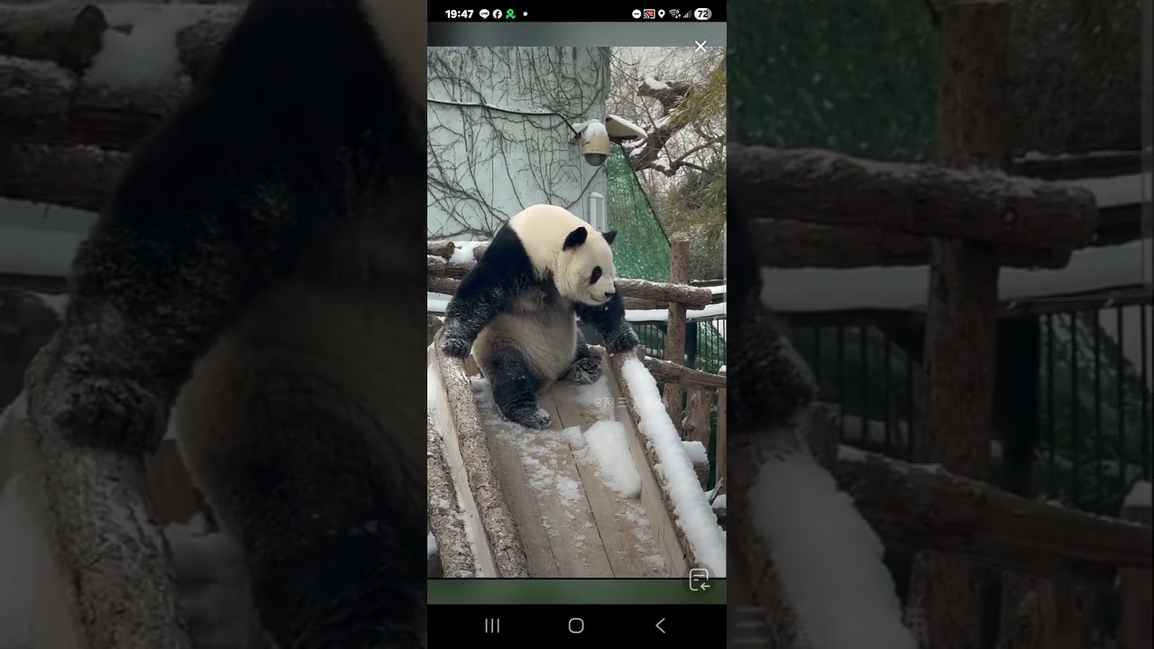 阿三看熊貓錄頻分享🐼 1月18號 小萌蘭乖乖的配合讓黃連奶爸紀奶爸拍照
