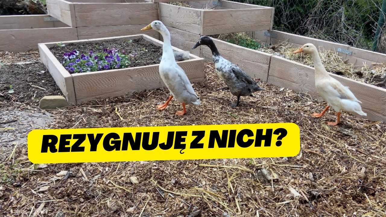 Kaczki Biegusy - Te Wady Bywają Uciążliwe - Opinia Po 2 Latach