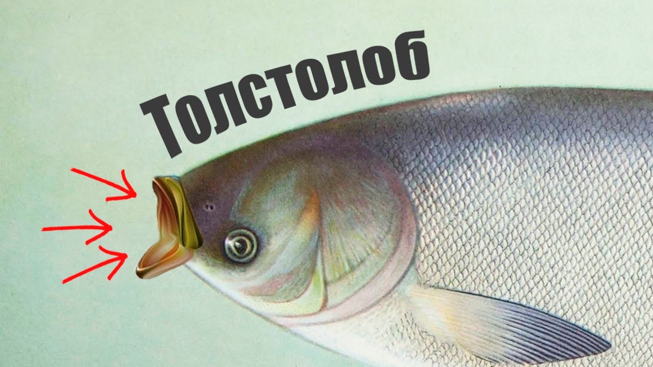 Как толстолобик чистит воду? Прямо ест водоросли?