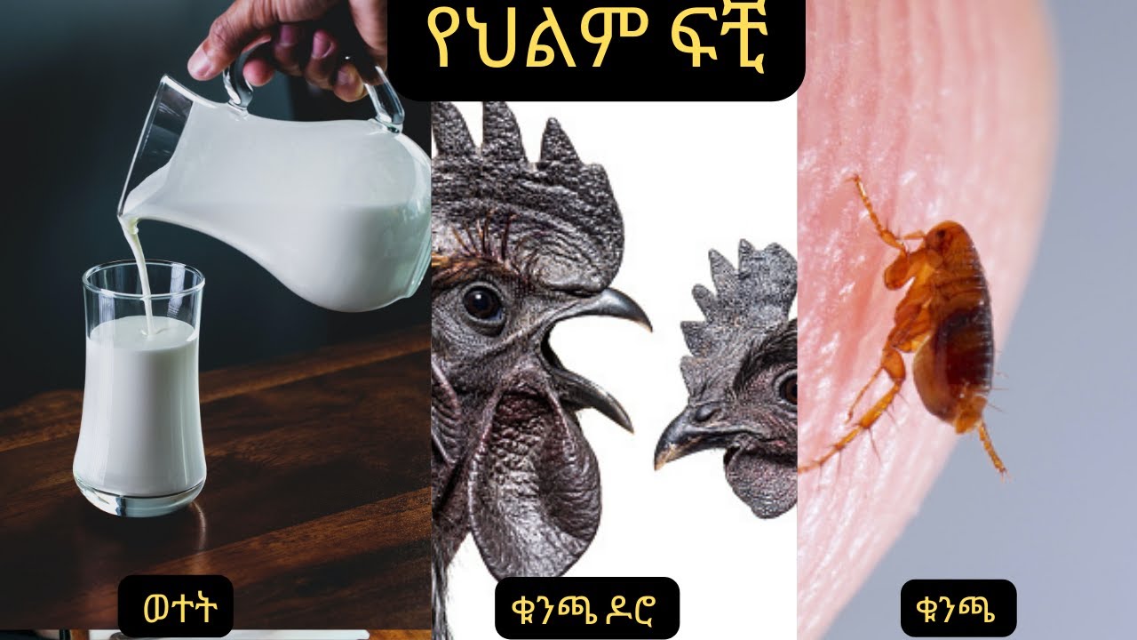 ቁንጫ፣ ዶሮ መጮህ ፣ ወተት