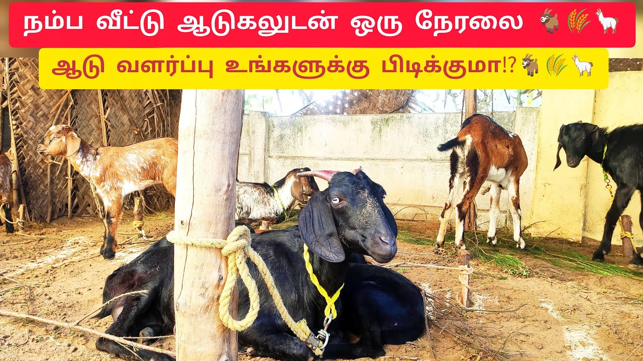 ஆடுகளுடன் நேரலை🦙🚜🐄🌾 @aadhiraimsyworld