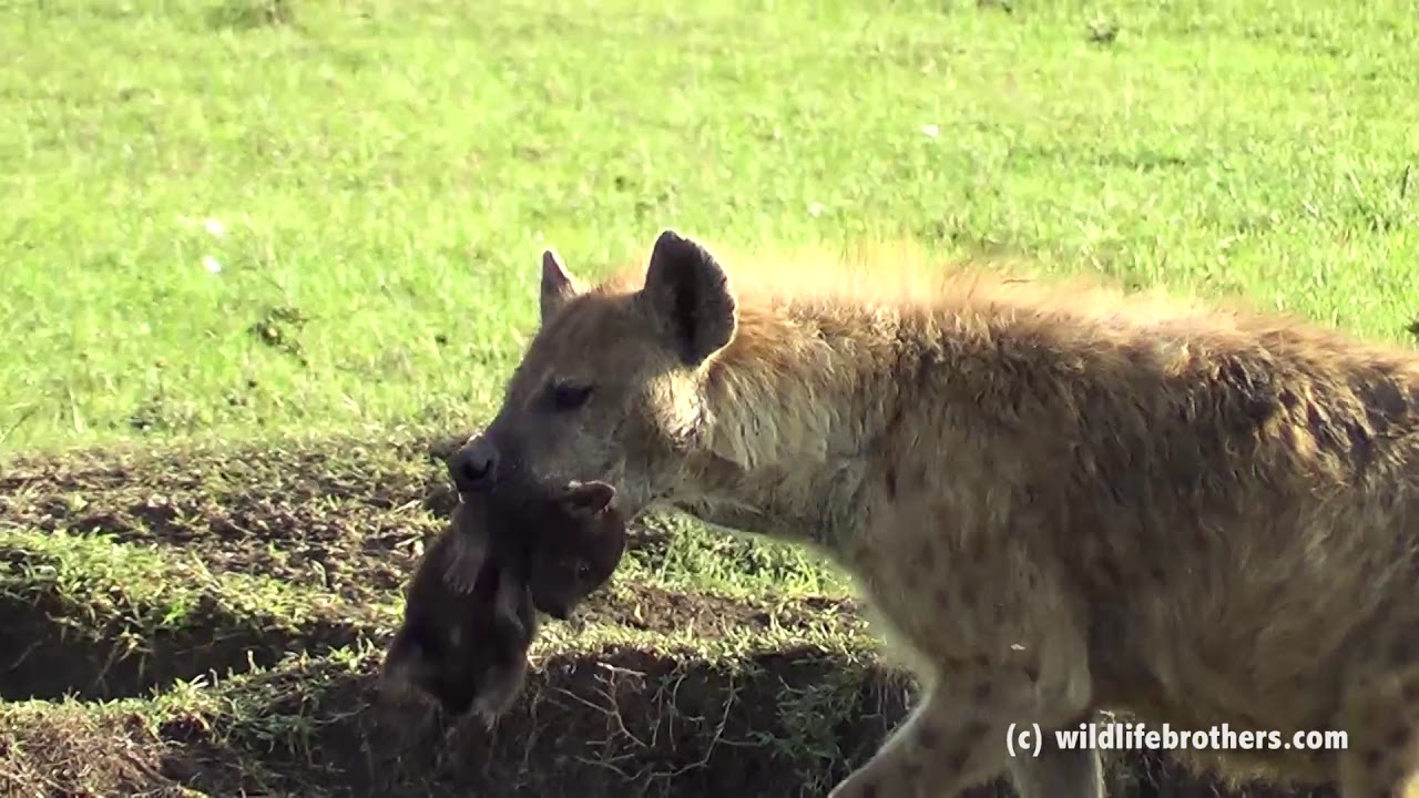 hyena mum protecting her little cute hyena baby