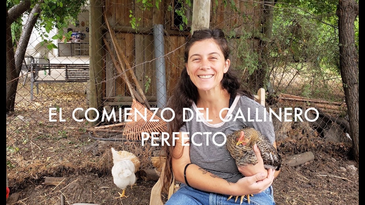 LAS GALLINAS RONRONEAN! //Nuevo patio para nuestras Gallinas // Buscando el gallinero perfecto.