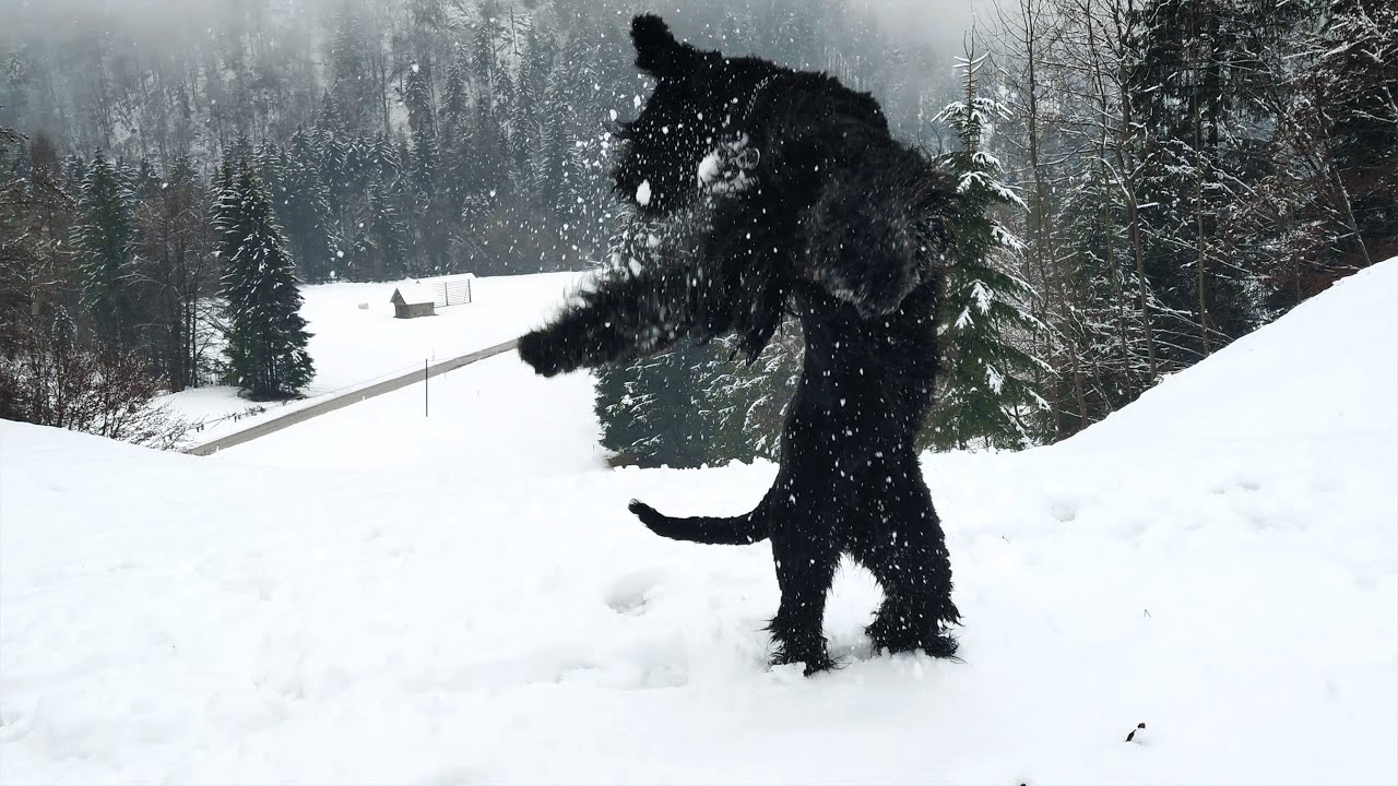 Giant Schnauzer Playing in the Snow 2021