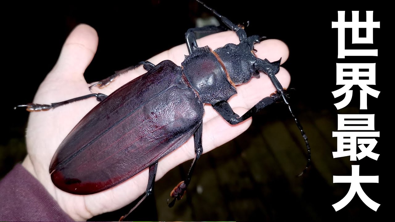 南米の森で"世界最大の甲虫"タイタンオオウスバカミキリを捕獲！