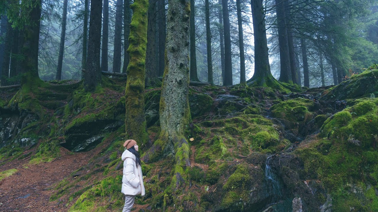 Hiking in a Fairyland | Magic Norwegian Forest | Bergen Vlog