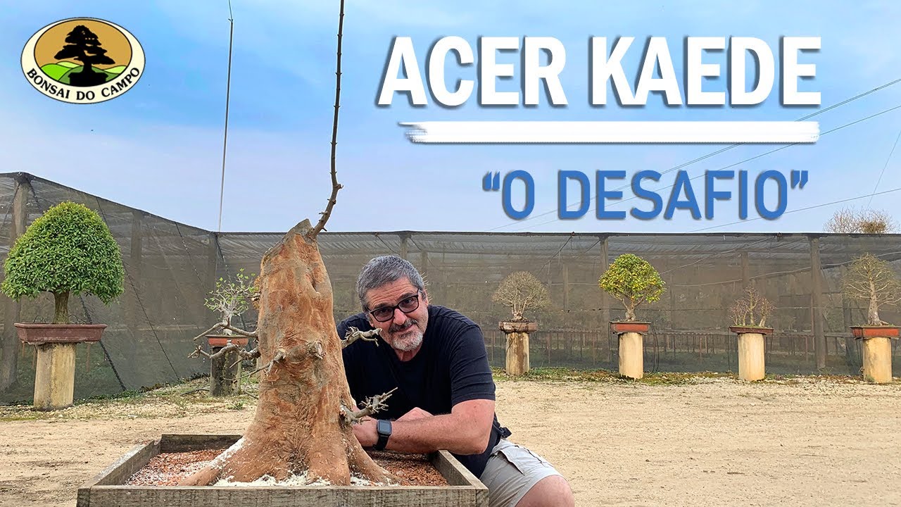 Poda de raízes de um Acer gigante.  “O Desafio”