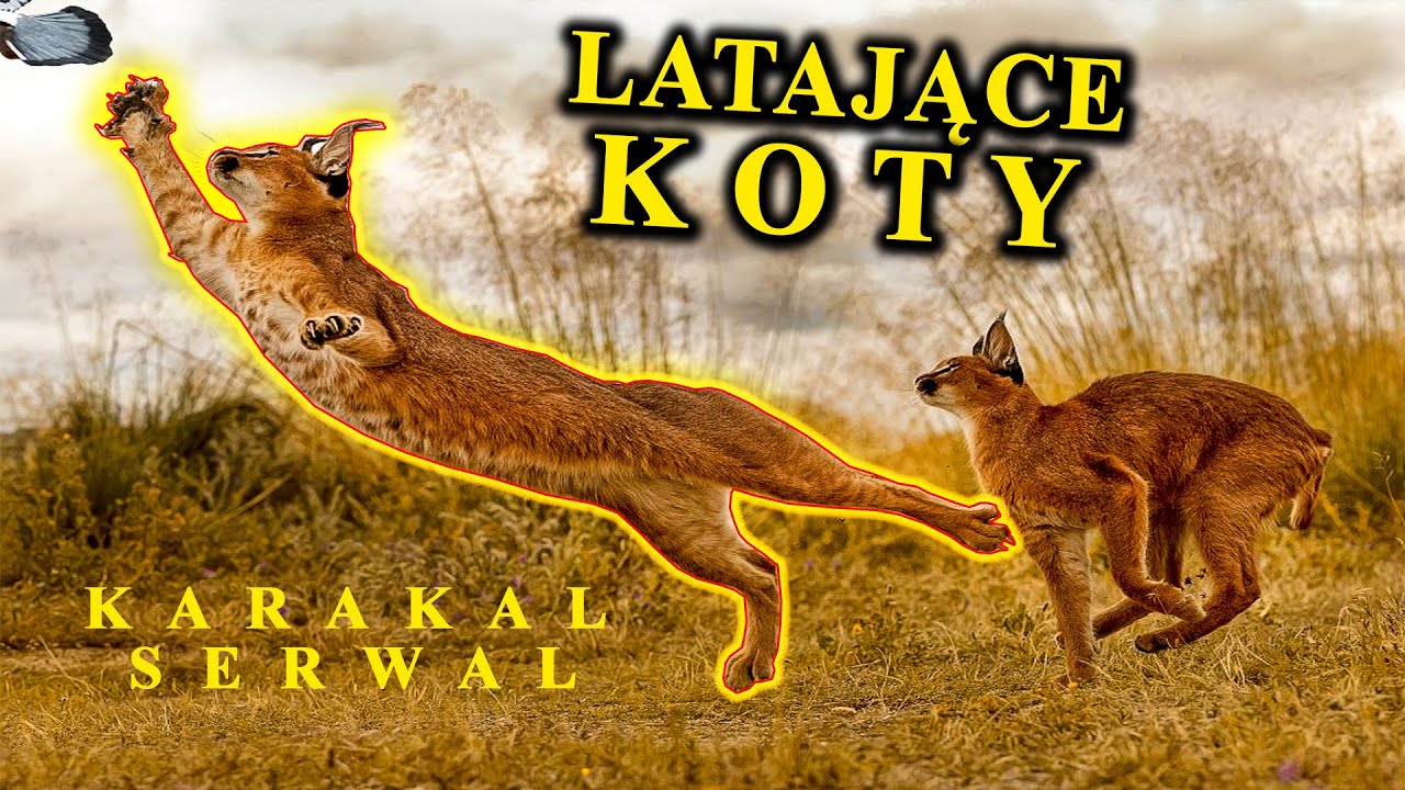 Latające Koty - KARAKAL vs SERWAL - Mistrzowie Powietrznych Łow&oacute;w