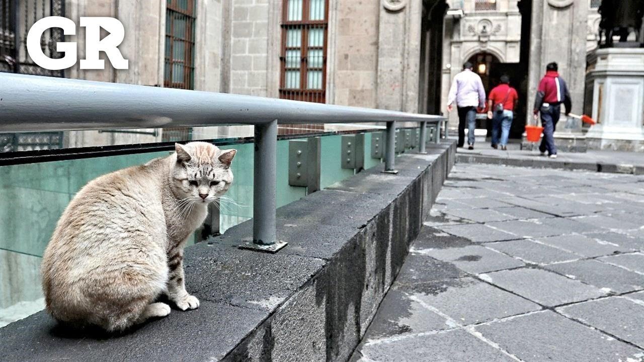 ¿Quién rescató a los felinos de Palacio?