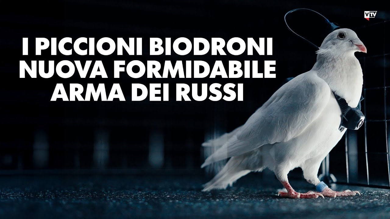 I piccioni biodroni nuova formidabile arma dei russi