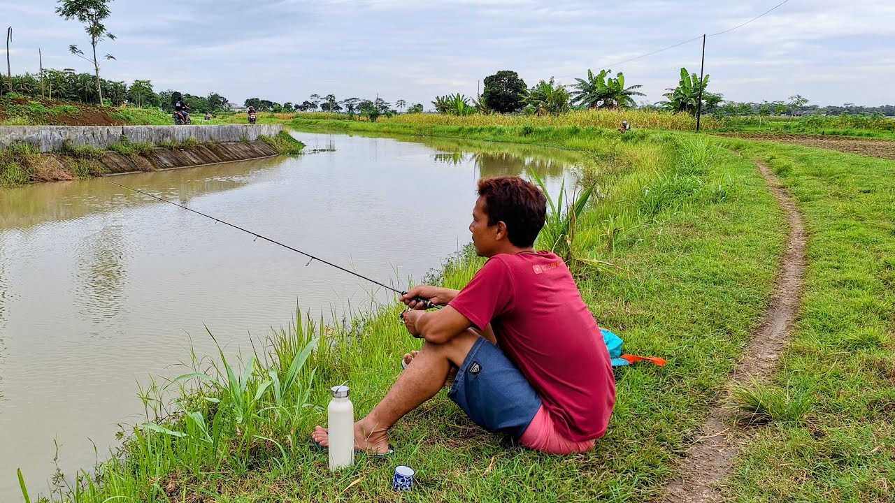 Live Mancing Udang Galah