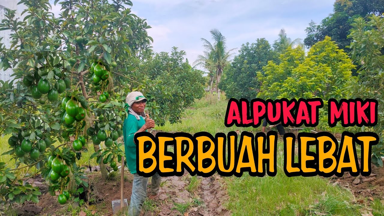 ALPUKAT MIKI TUMBUH SUBUR DI MUSIM HUJAN | KEBUN ALPUKAT MIKI DI LAMPUNG