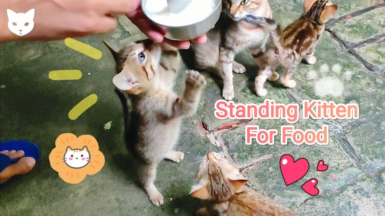 Kitten Stands On Her Two Feet For Food 🐾🐈😍