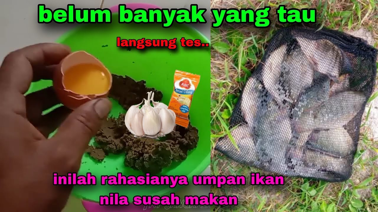 Testing racikan umpan mancing ikan nila babon susah makan #10