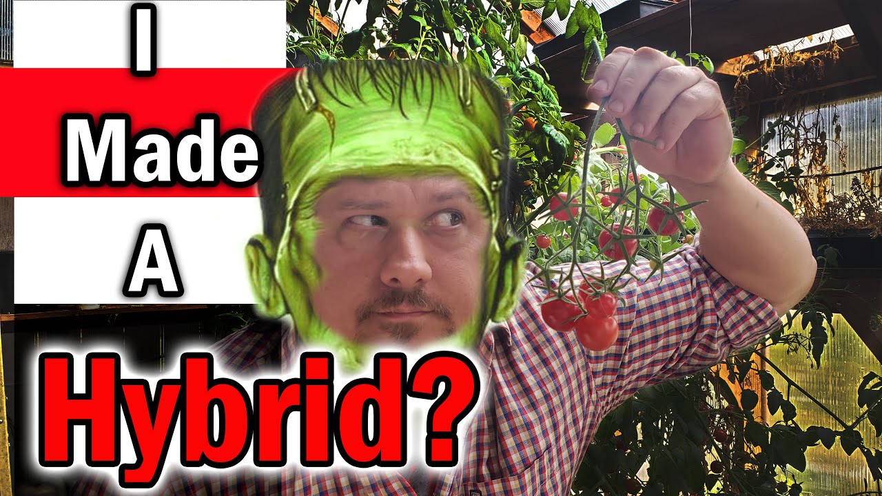 Help! I Made A Hybrid Tomato By Mistake!