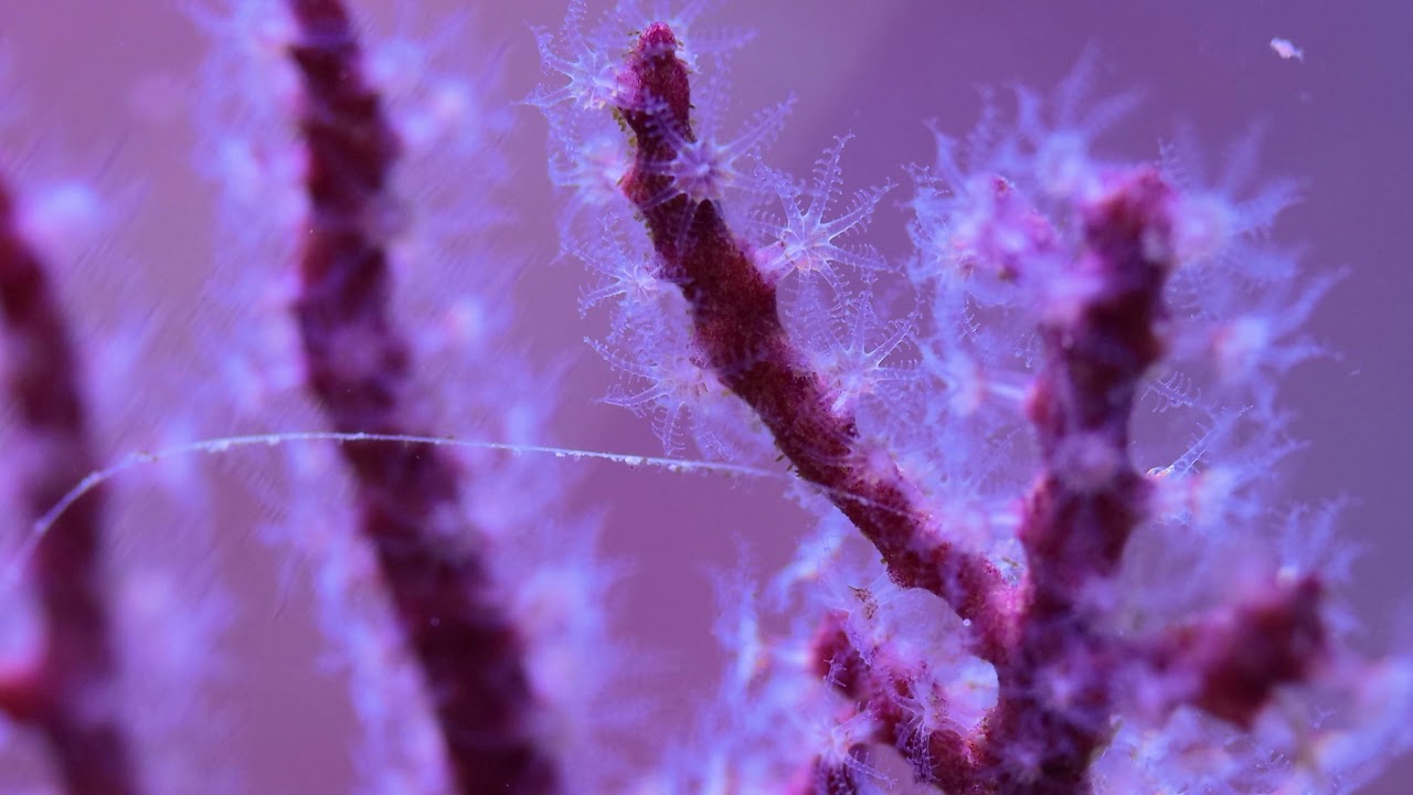 Sea Fan Feeding Close up