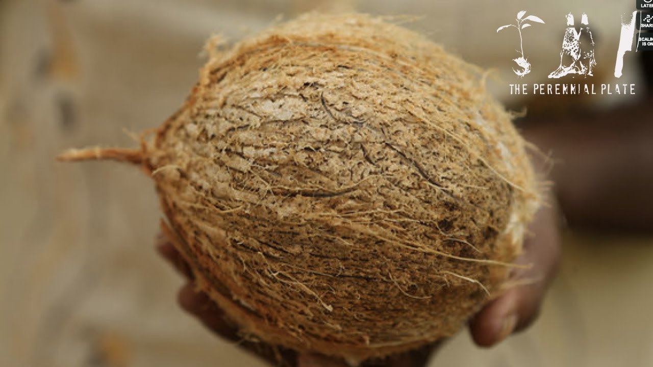 Coconut : Nose to Tail | The Perennial Plate's Real Food World Tour