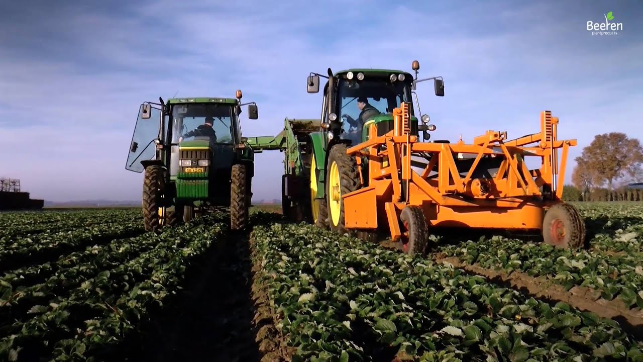 Beeren Plantproducts - Aardbeiplanten NEDERLANDS