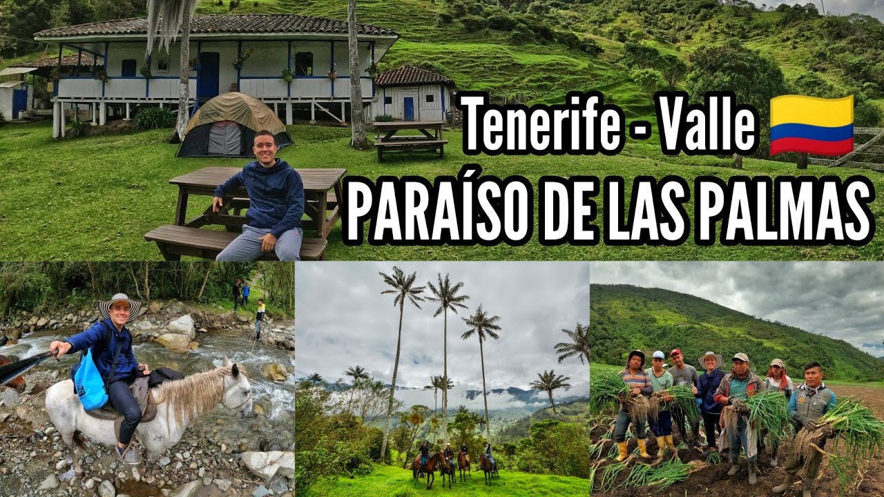 PARAÍSO DE LAS PALMAS🌴Cómo llegar y Precios 🌴TENERIFE VALLE DEL CAUCA