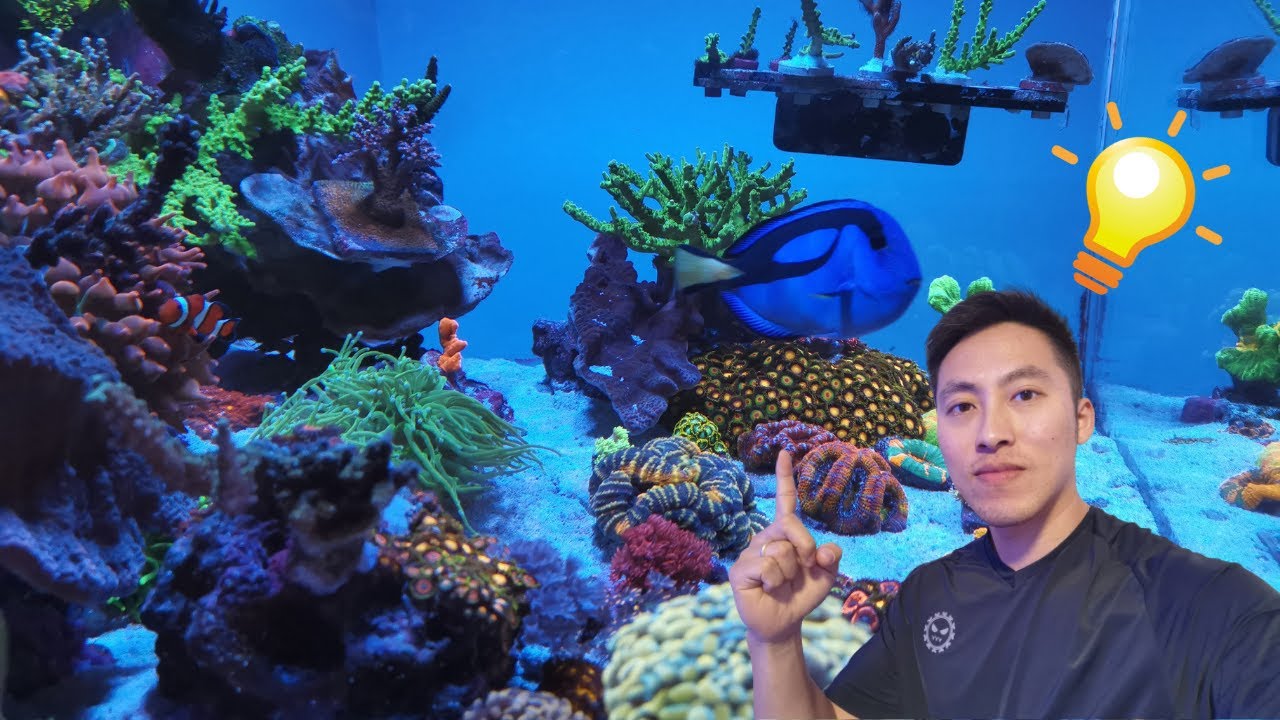 海缸珊瑚的摆放位置，哪些珊瑚可以放在一起，哪些千万不能放在一起？