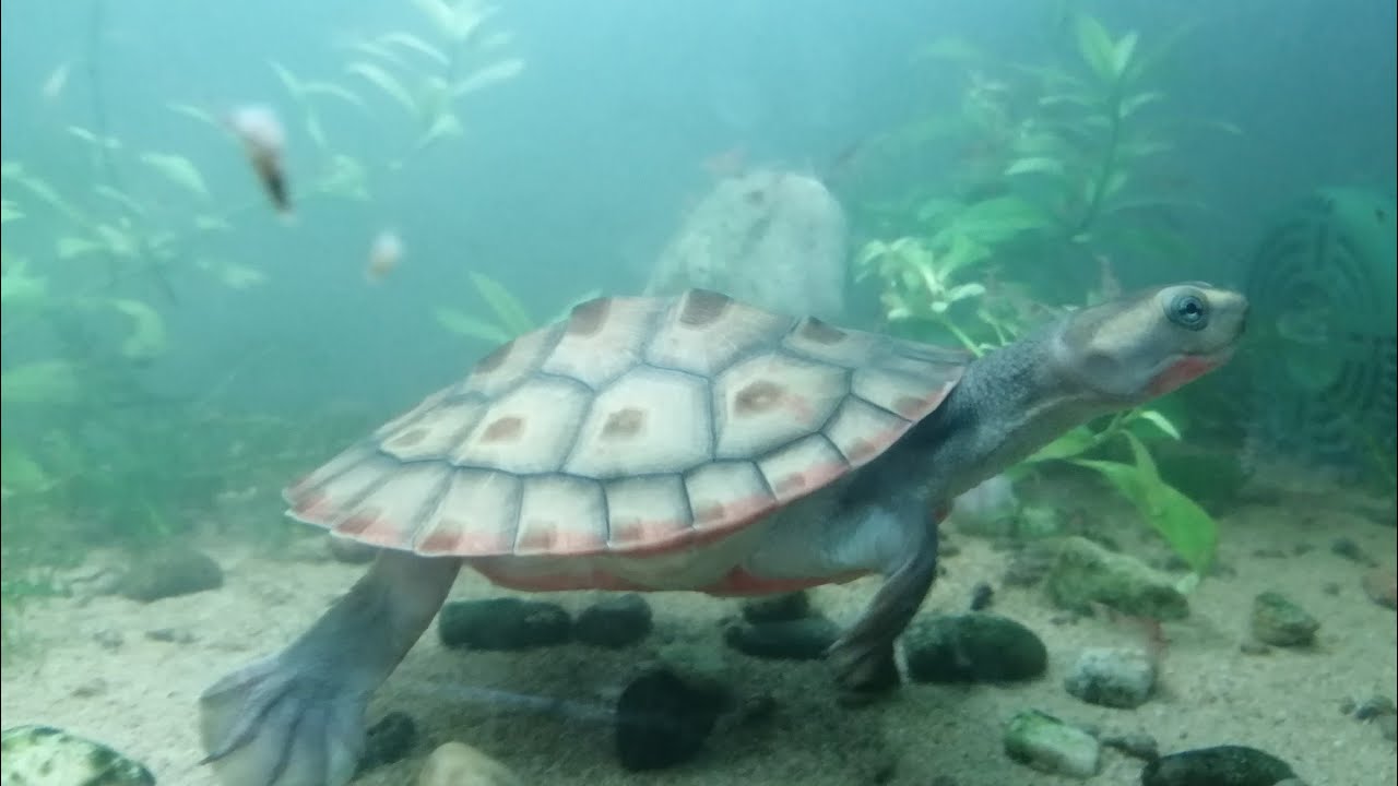 # 1 Emydura subglobosa - Red belly side neck turtle - language: English