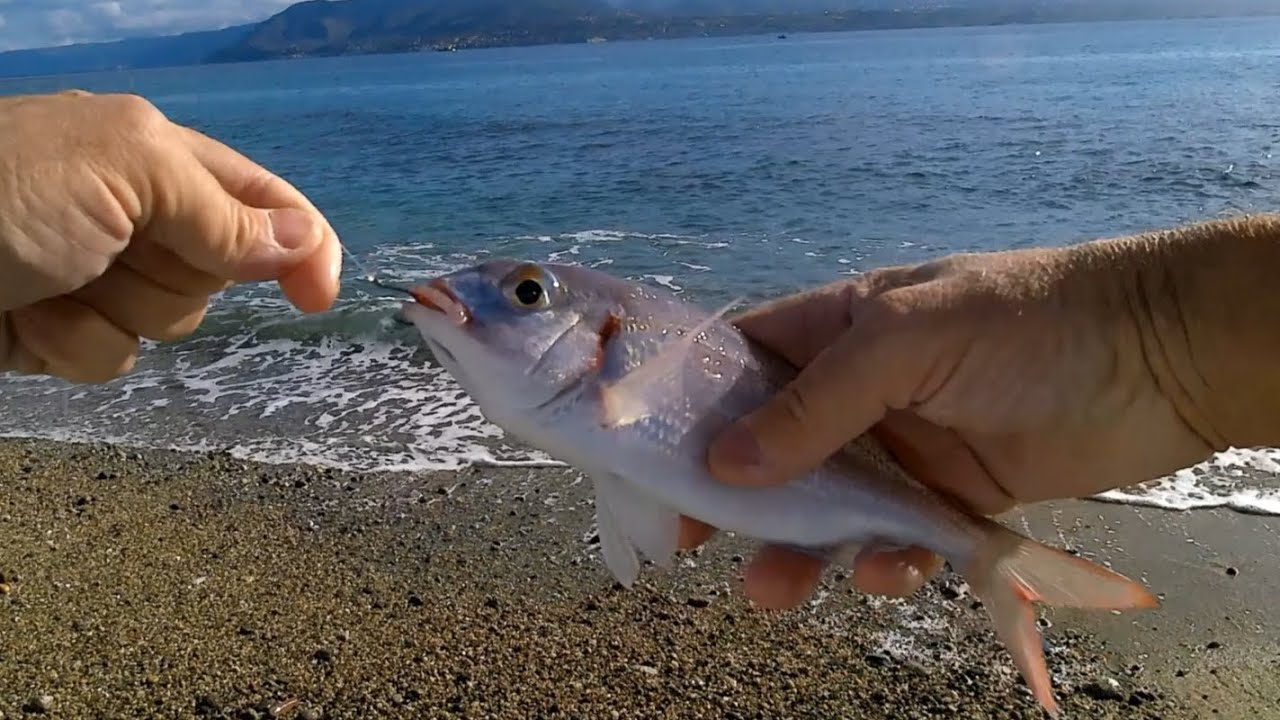 Pesca nello stretto di Messina, tanti pesci lucertola e un bellissimo pagello fragolino.