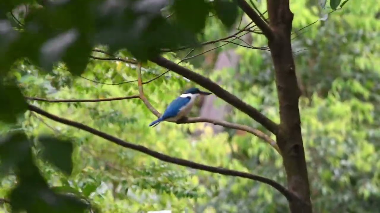 collared kingfisher 白领翡翠